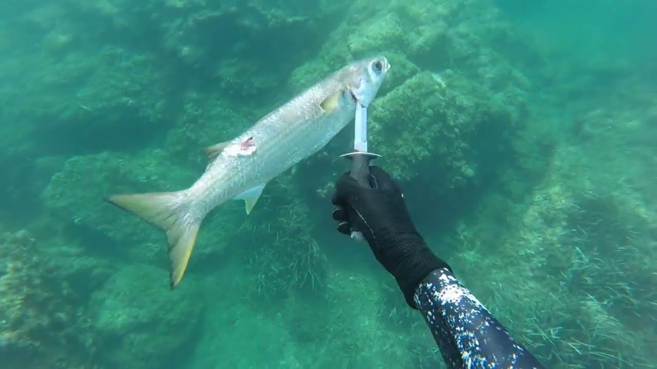 Test Salvimar Ares 95 Best Of Spearfishing