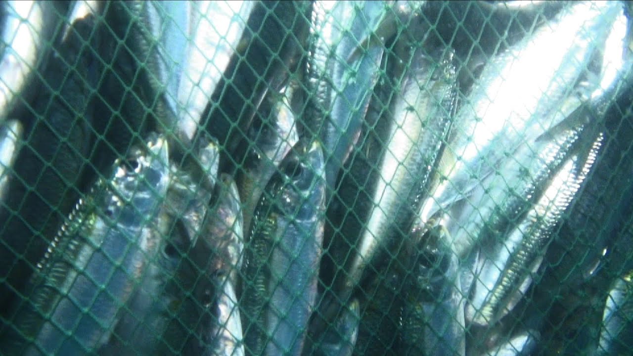 Pura Pesca, Estilo Venezolano (Cap. Pesca de sardinas)
