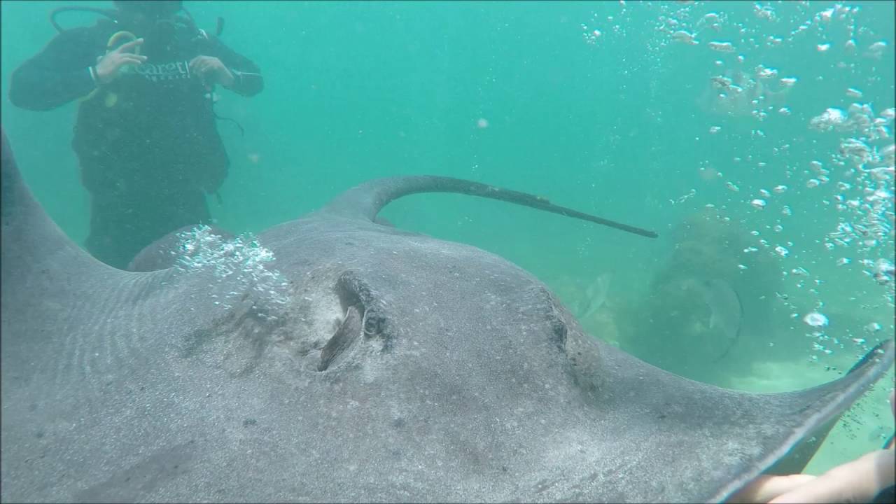 SeaTrek with Stingrays