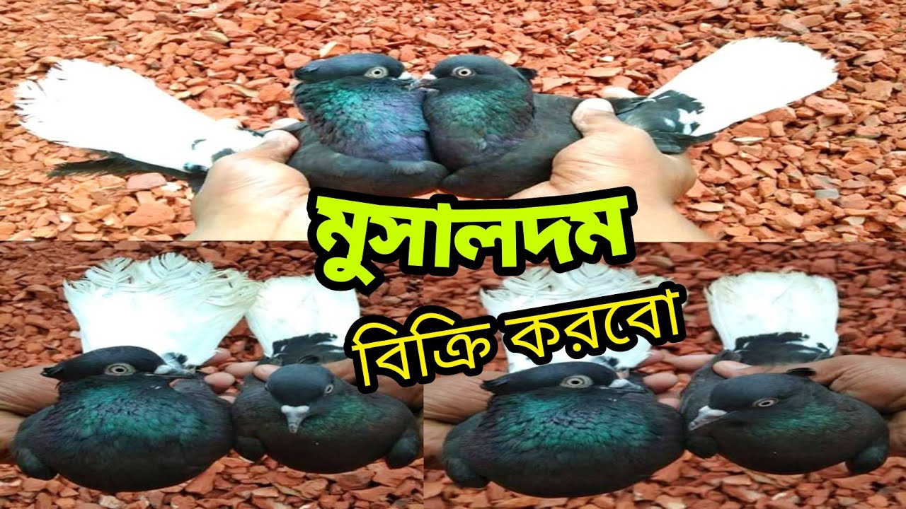 মুসালদম কবুতর বিক্রি করবো | Bd pets & tech | Musaldom kobutor for sale | Kobutor | Pigeon |