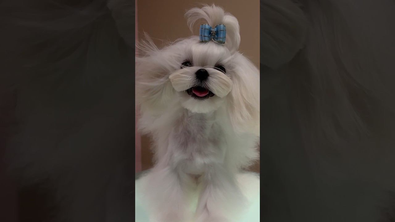 Mochi is the cutest maltese 🥹🥰