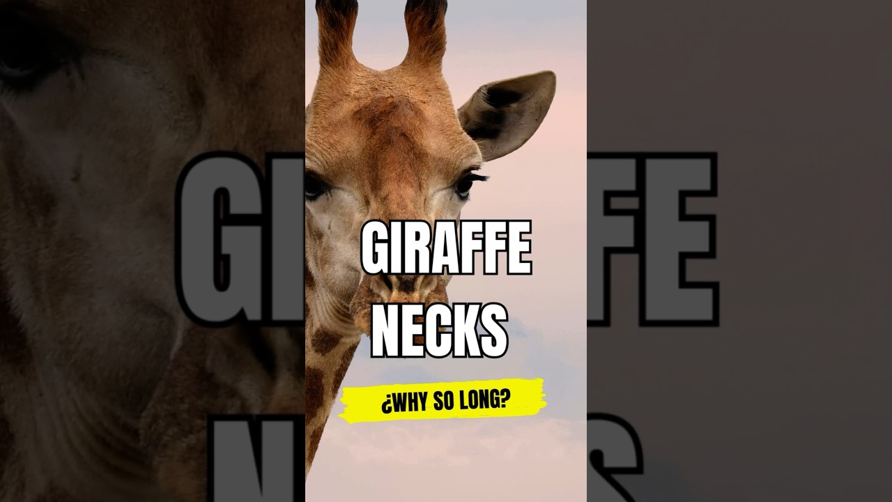 🔴 How Giraffes Got Their Long Necks: The Science Behind Nature's Marvel 🦒🍂 #giraffe #shorts