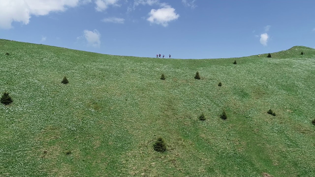 Golica, cvetenje  Narcis 13.5.2018