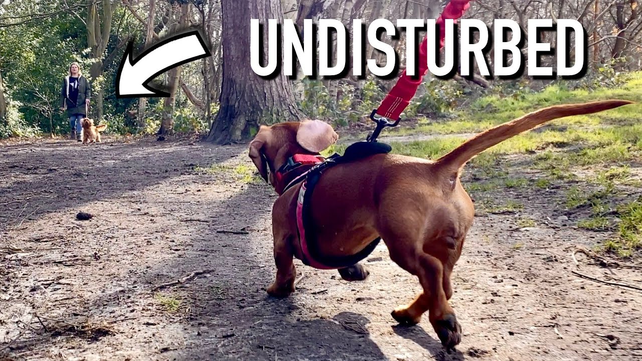 Undisturbed | Mantrailing Dachshund