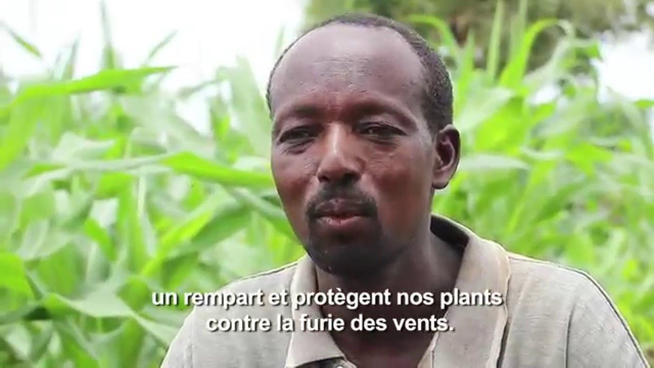 Changement climatique : des agriculteurs renforcent leur résilience