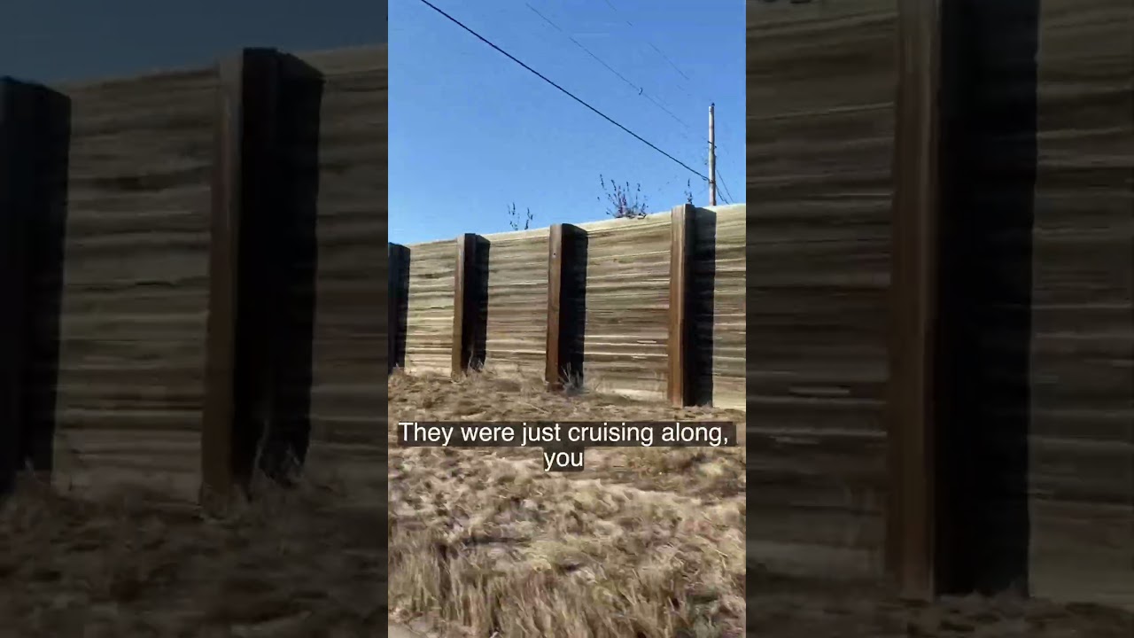 Большая рыжая собака в дикой природе #придорожноеместо #автопутешествие #большаясобака #видео #см...