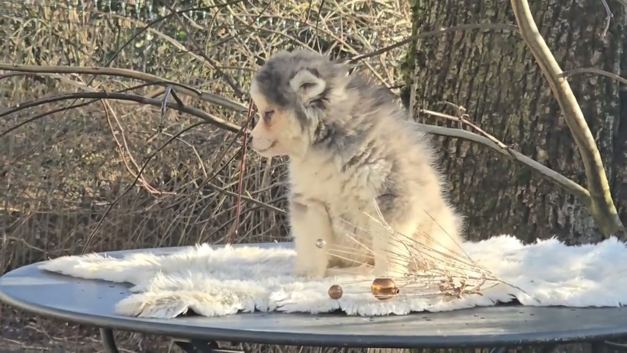 Adonia ~ Femelle Pomsky Par Pipa & Raffaelo 