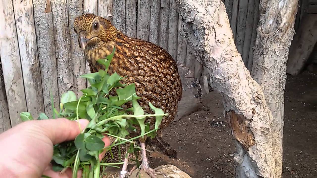 Tragopan modrolicy