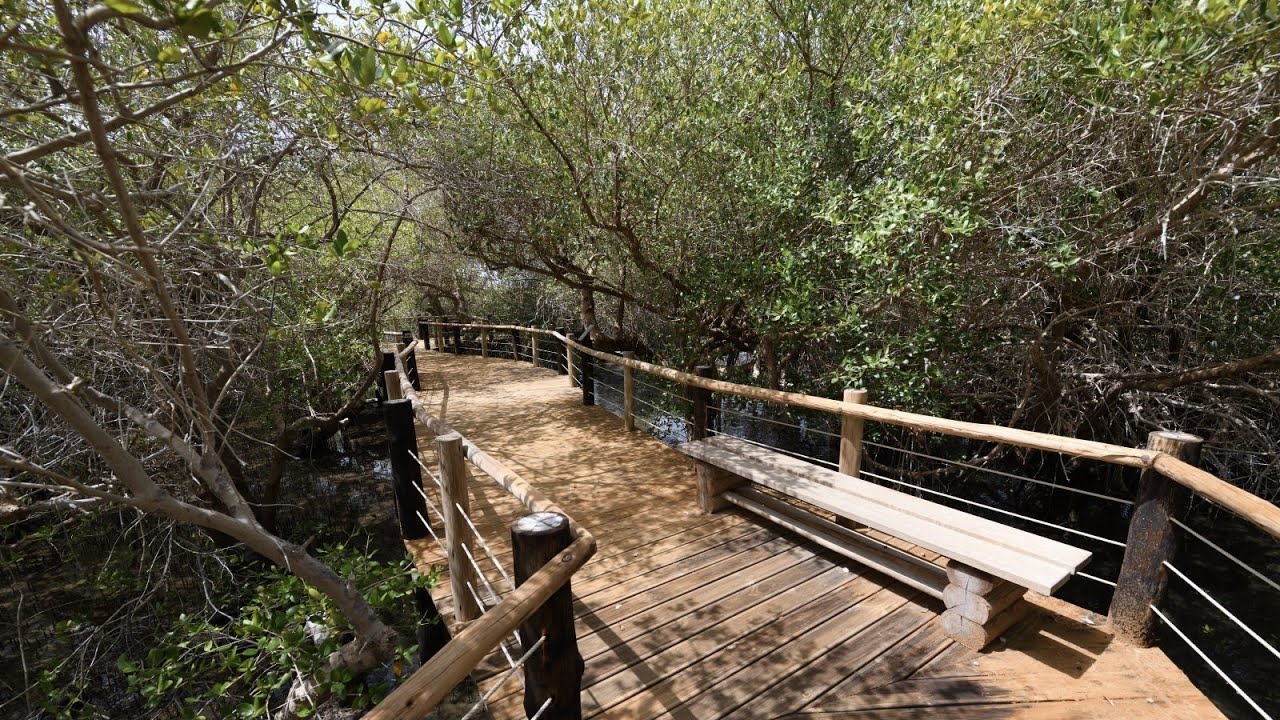 Khor Kalba Mangrove Centre