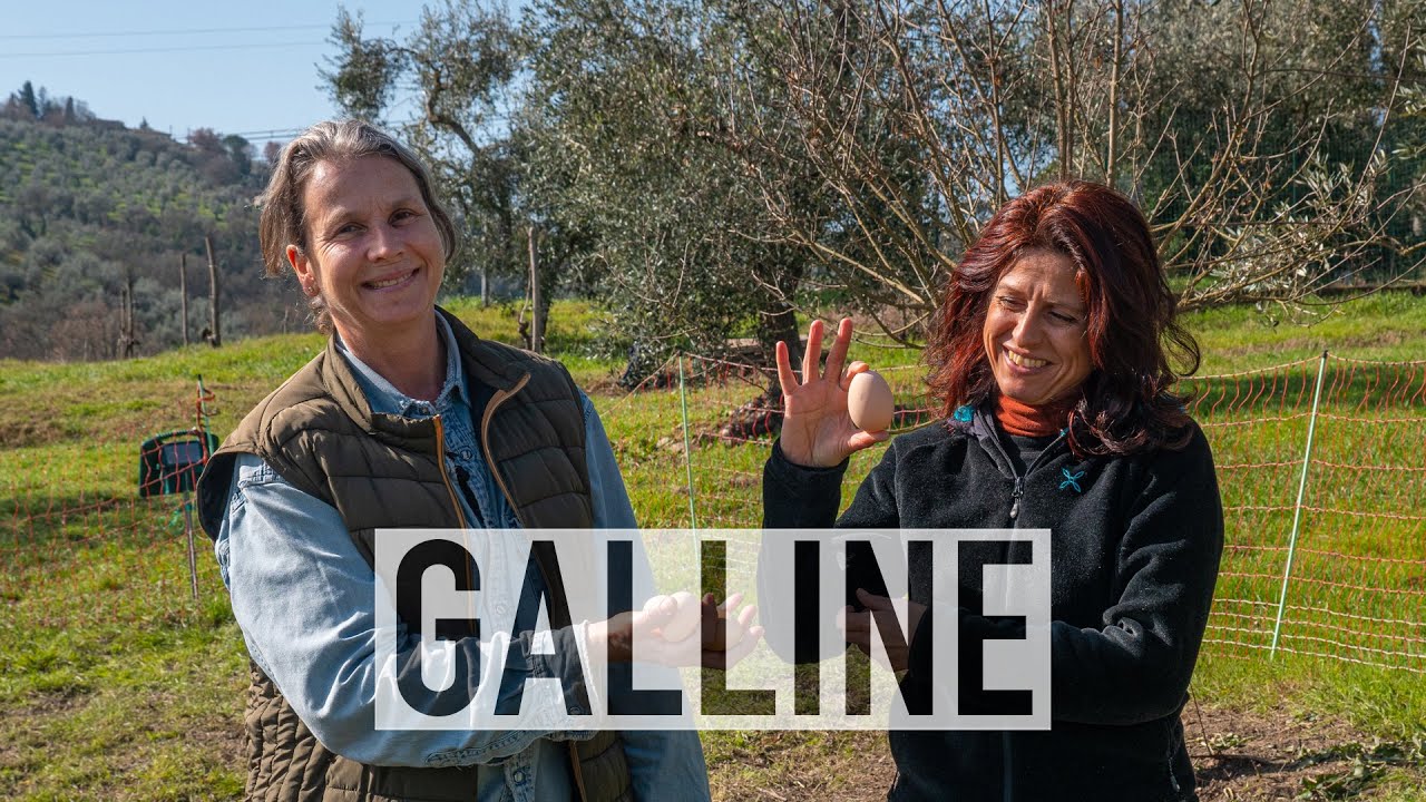 LE GALLINE DI EVA: POLLAIO MOBILE, PASCOLO RAZIONALE E LETTIERA PROFONDA 🐔