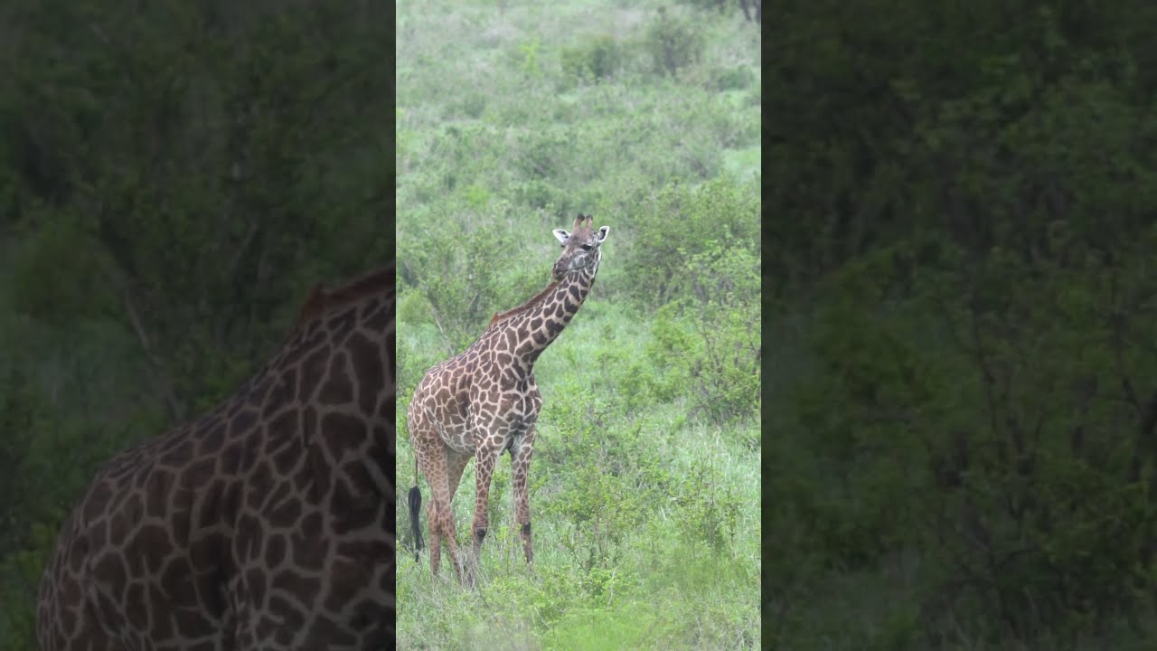 Our N.G.O: Community Wildlife Conservation Inspires the Next Generation