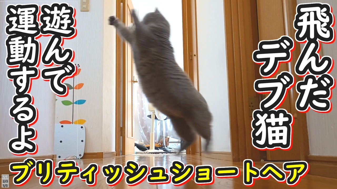 【保護猫】デブ猫ダイエット！？飛んだデブ猫のブリティッシュショートヘア【ねこのいる暮らし】