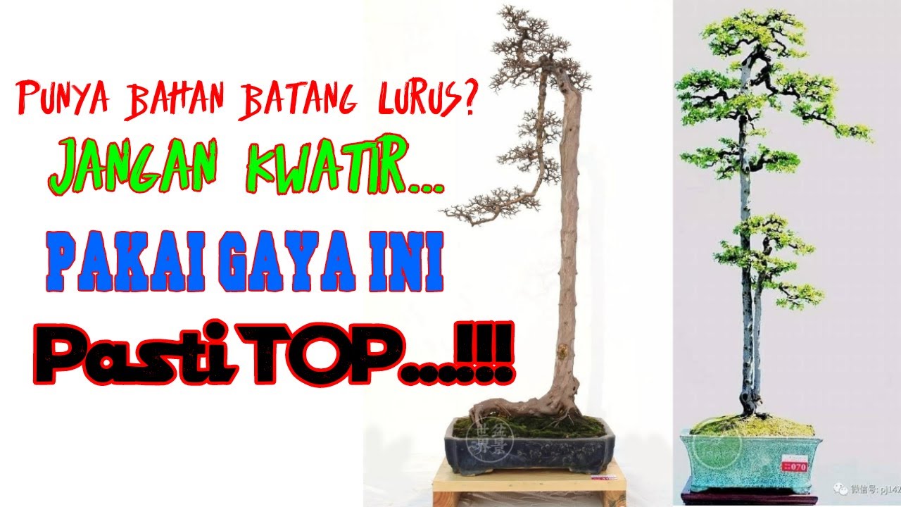 #inspirasibonsai #belajarbonsai #bonsaibunjin INSPIRASI BONSAI GAYA BUNJIN/LITERATI PALING TOP
