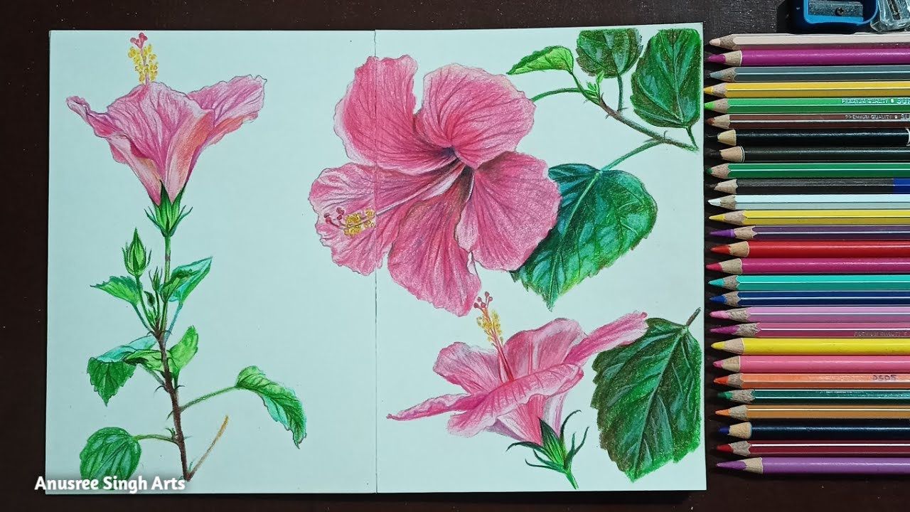 Botanical Illustration:Hibiscus (pink). How to draw realistic hibiscus flower using colour pencils.