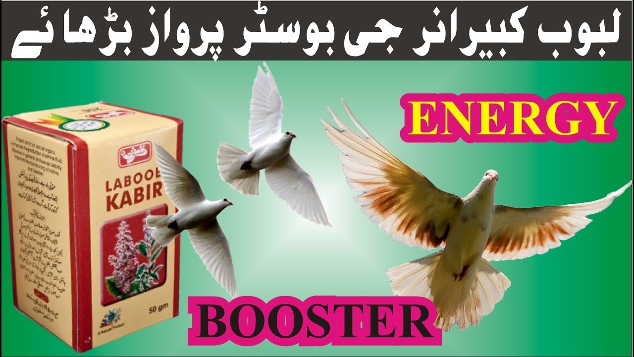 HOW TO INCREASE PIGEONS ENERGY AND FLYING RATE WITH LABUB KABEER  IN URDU / HINDI