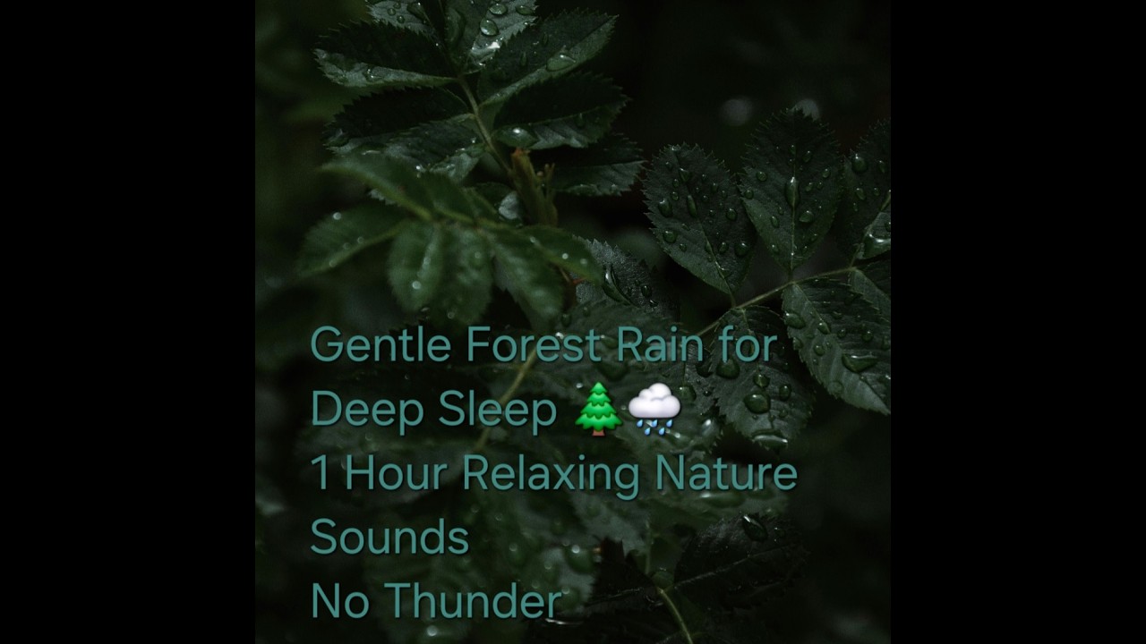 Gentle Forest Rain for Deep Sleep 🌲🌧 | 1 Hour Relaxing Nature Sounds | No Thunder