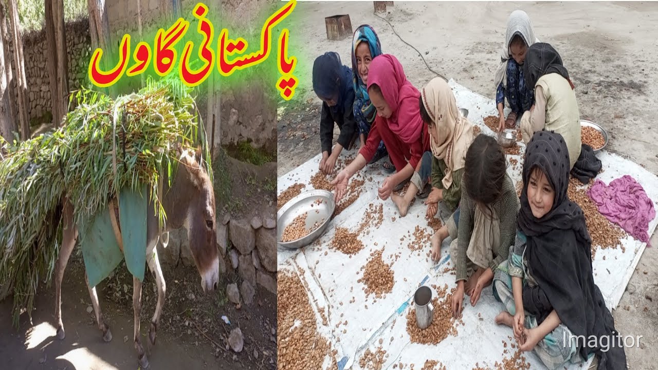 Pakistan Village Life||Happy Life In Mountain village  Of Siachen Border|