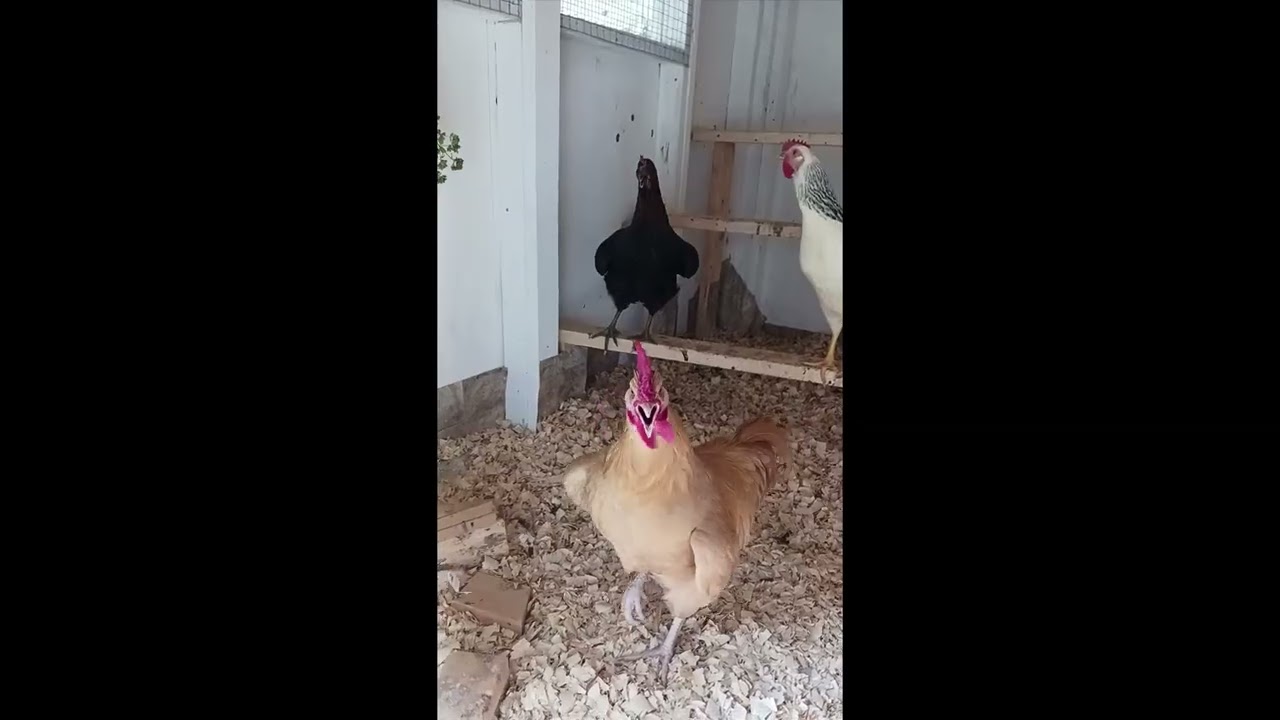 Edgar Announces the Impending Birth of the First Egg