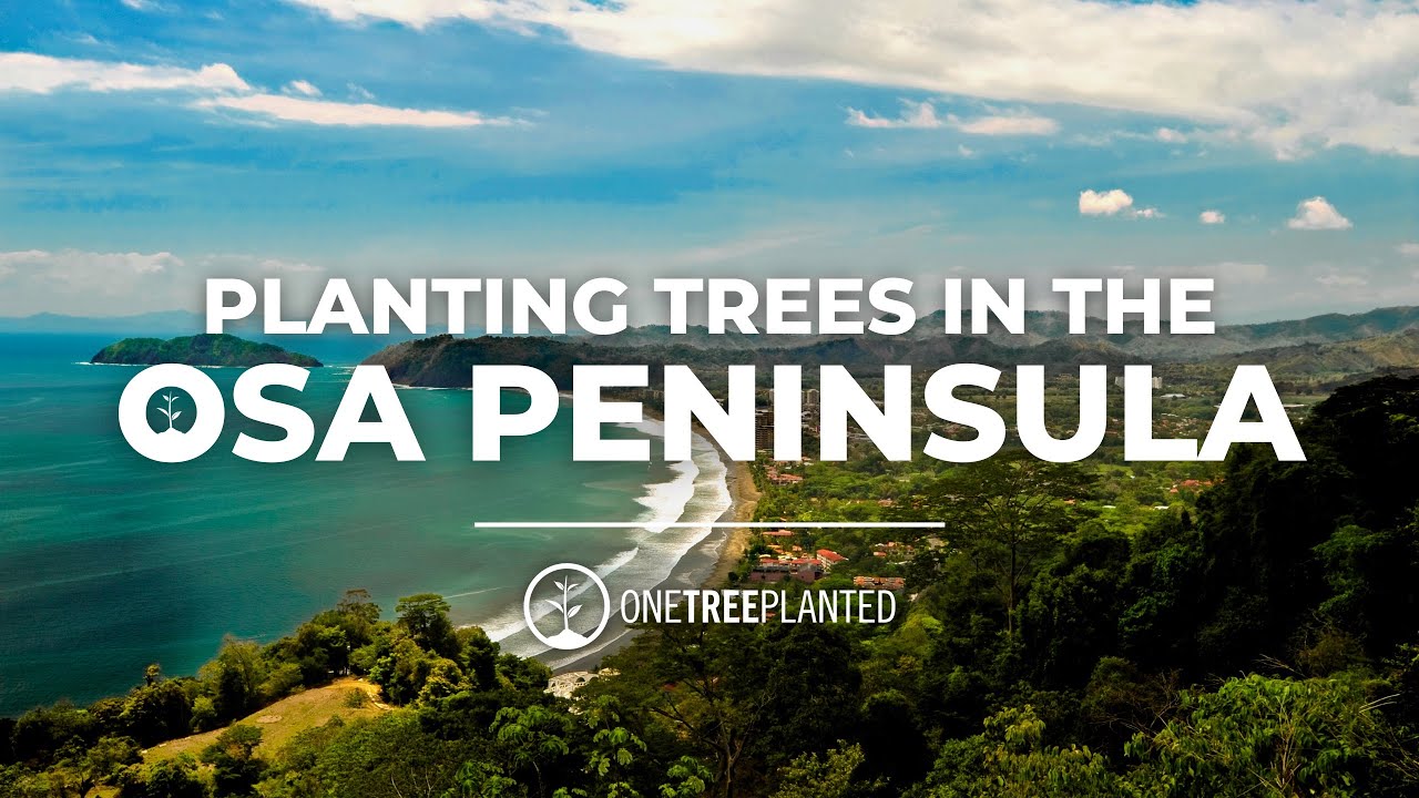 Planting Ridge to Reef in Costa Rica | One Tree Planted