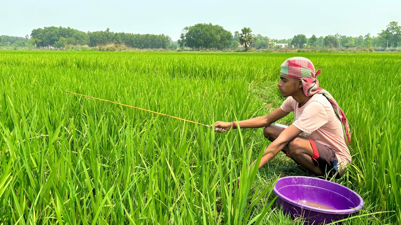 Fishing Video || The smart boy fishing in a paddy field is different || Paddy Field Fishing 