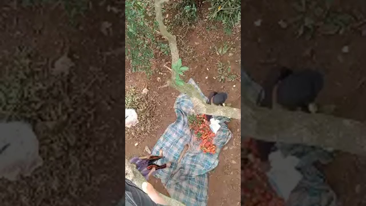 Boncel vino  sedang live sekarang!panen rambutan