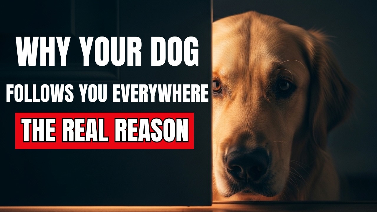 Why Your Dog Follows You to the Bathroom The Real Reason Has Nothing to Do With Habit
