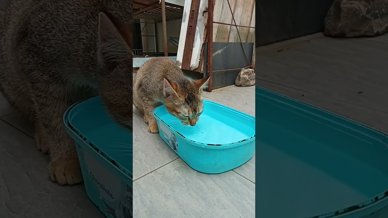 Time Machine Cats !!!! Longest Daily Cats Story , SHORTS