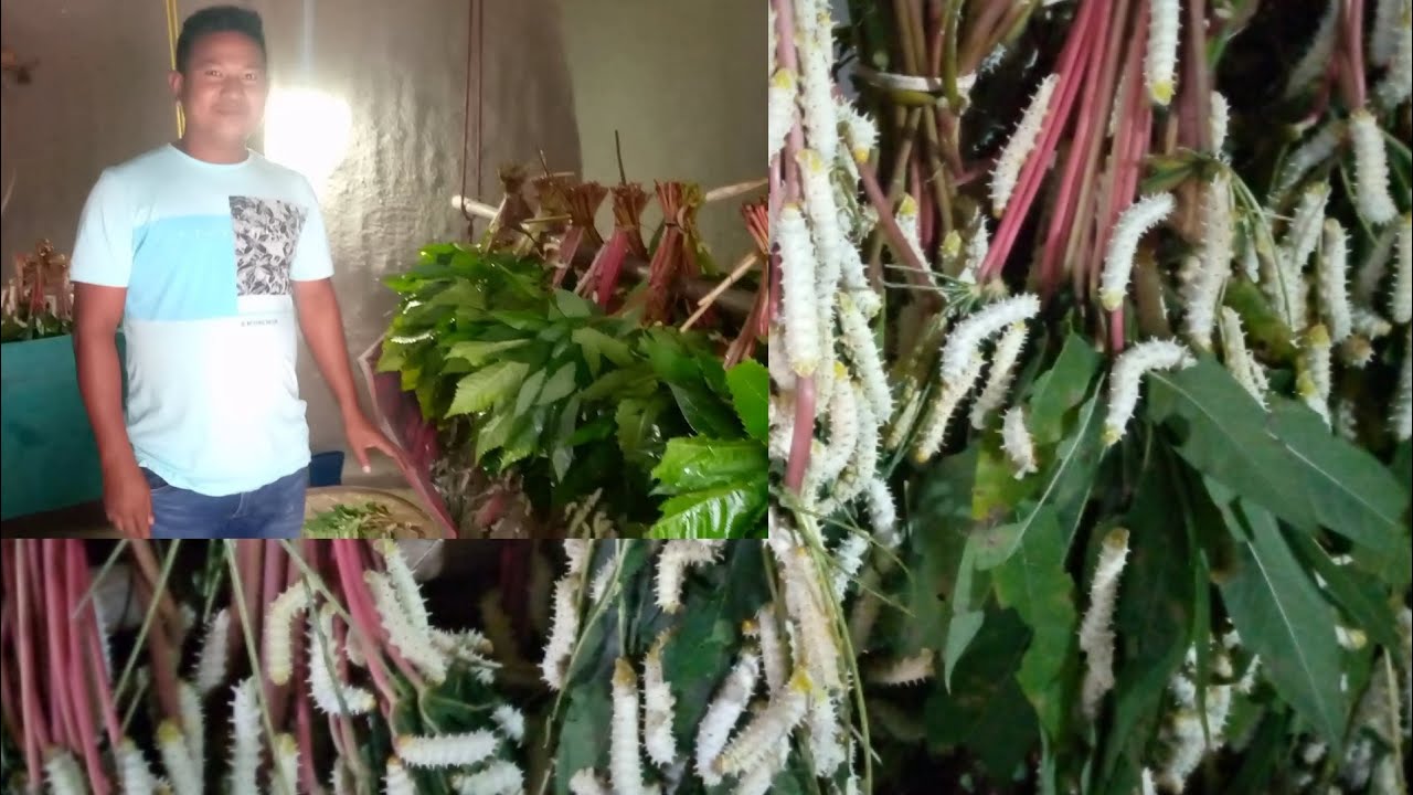 silk-worm farming.इमफौखौ बर फोरा बोरै बियो?