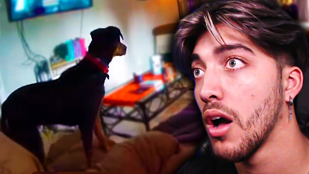 perros que vieron fantasmas 👻