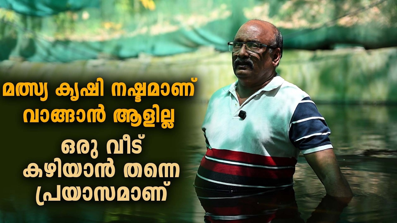 മത്സ്യ കൃഷി നഷ്ടമാണ് വാങ്ങാൻ ആളില്ല ഒരു വീട് കഴിയാൻ തന്നെ പ്രയാസമാണ് #agrownews
