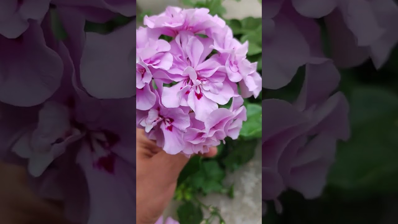 Плюшка: Pac Lilac ROSE'