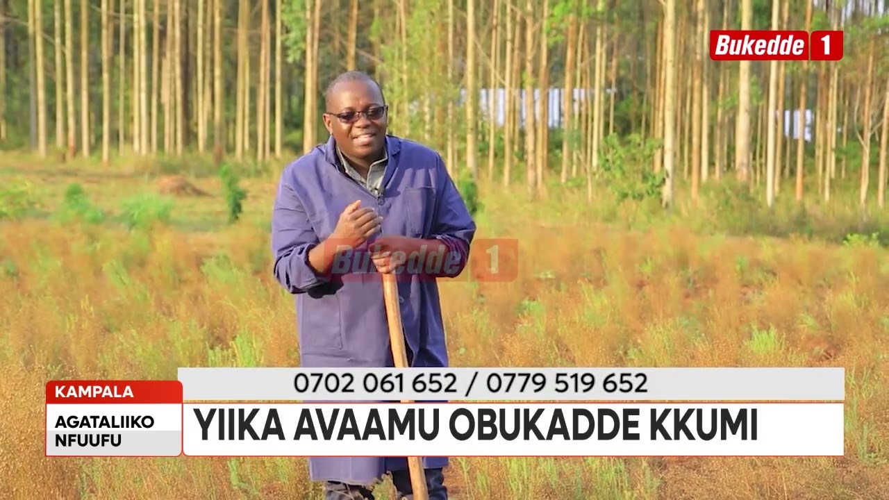 Ebirime ebiriko akasente akawera byotasaanye kubuusa maaso. Flax y'omu kwebyo.