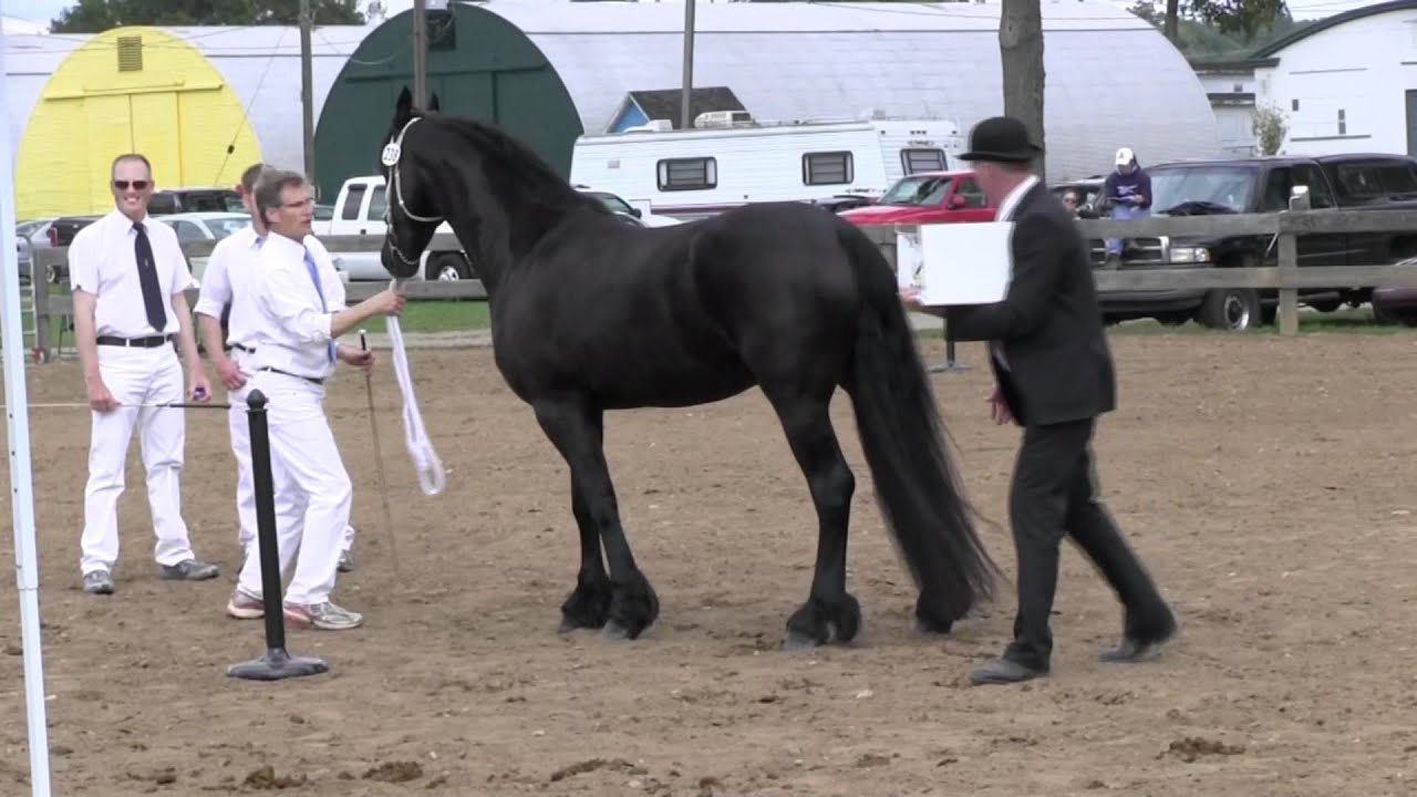 Friesian Horse Keurings ~ by Cally Matherly