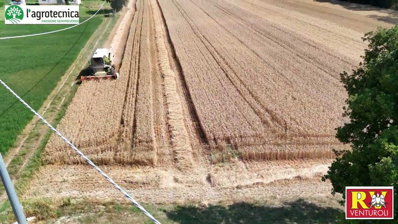 Trebbiatura Campo demo varietale 24/25-L'Agrotecnica srl-RV Venturoli-Grano Tenero-Ibrido