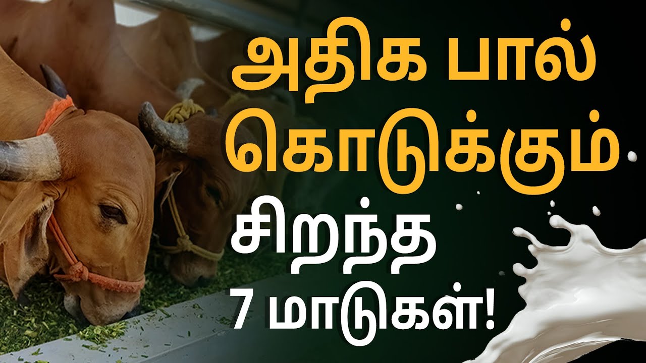 Top 7 Best Cow Breeds in India for Milk Production | Different Cow Breeds In India | Bala Saraswathi