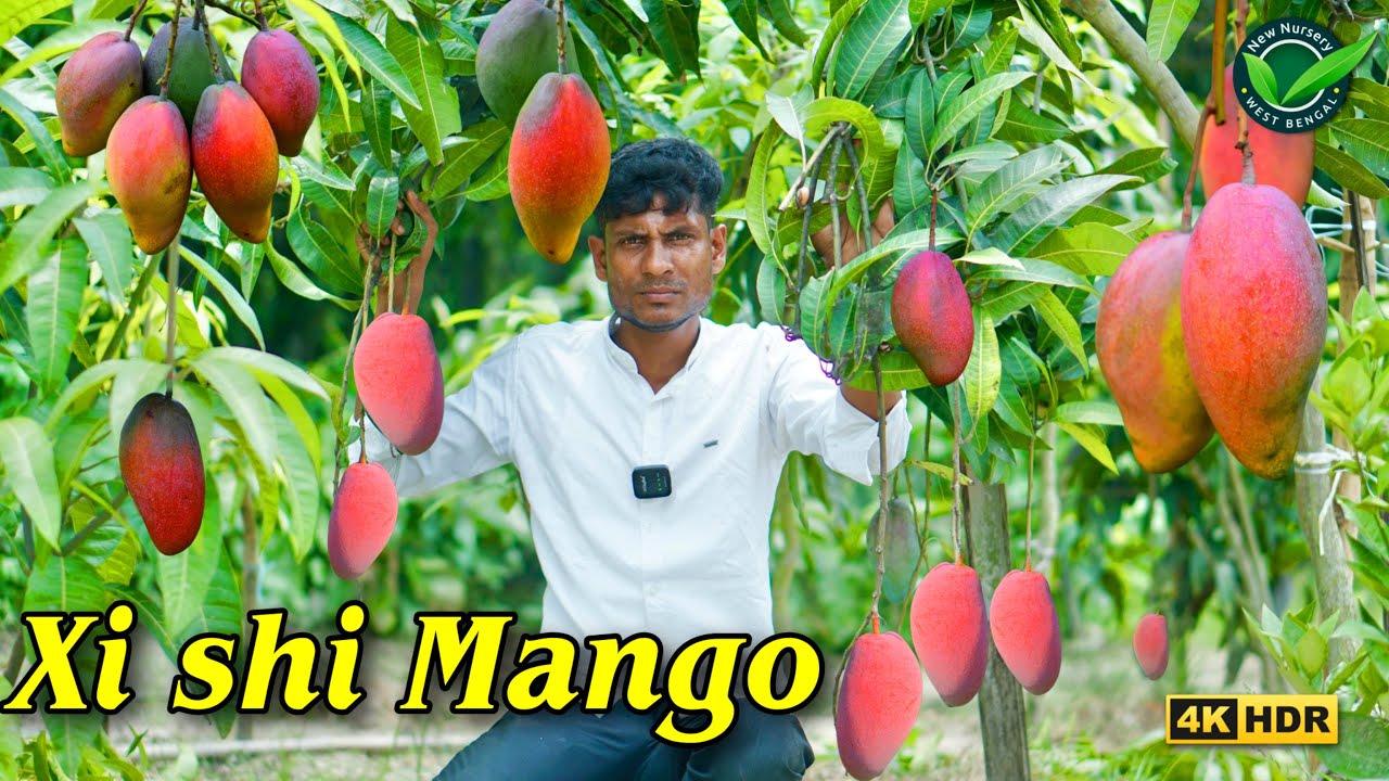 Xi Shi Mango is a Chinese-made and widely cultivated commercially in Taiwan.