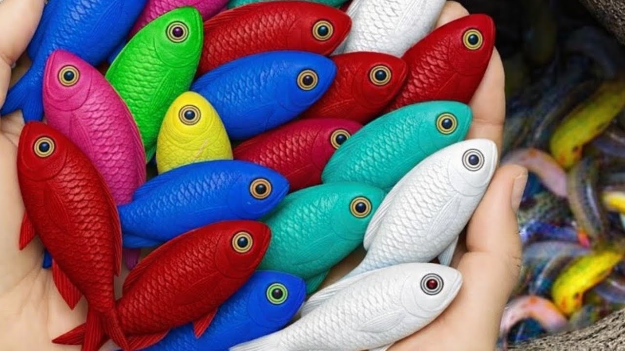Catch beautiful aquarium fishes in small ponds like koi fish, molly, guppy, goldfish..