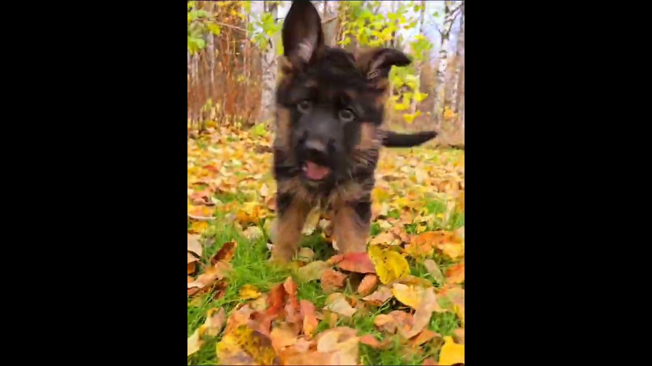 #pentu