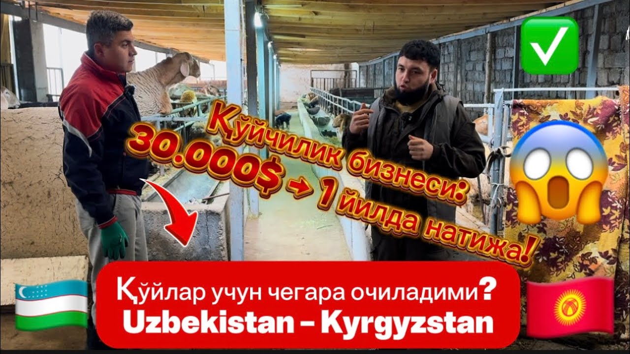 Uzbekistan – Kyrgyzstan чегарасидан қўй ўтказиш мумкинми? 😳Қўйчилик бизнеси қанча даромад 30.000$ 😱