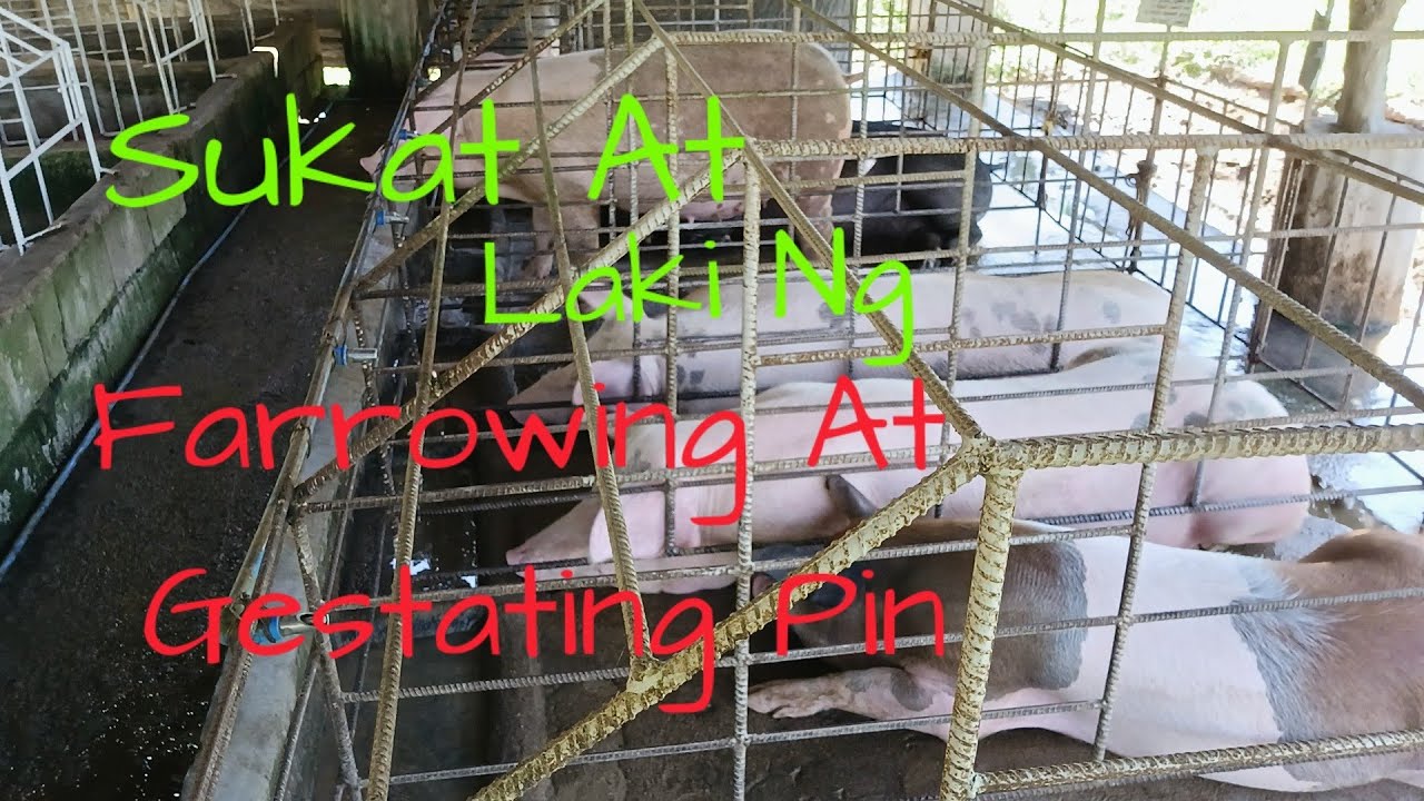 Sukat At Laki Ng Farrowing At Gestating Pin @roldanagriph9014