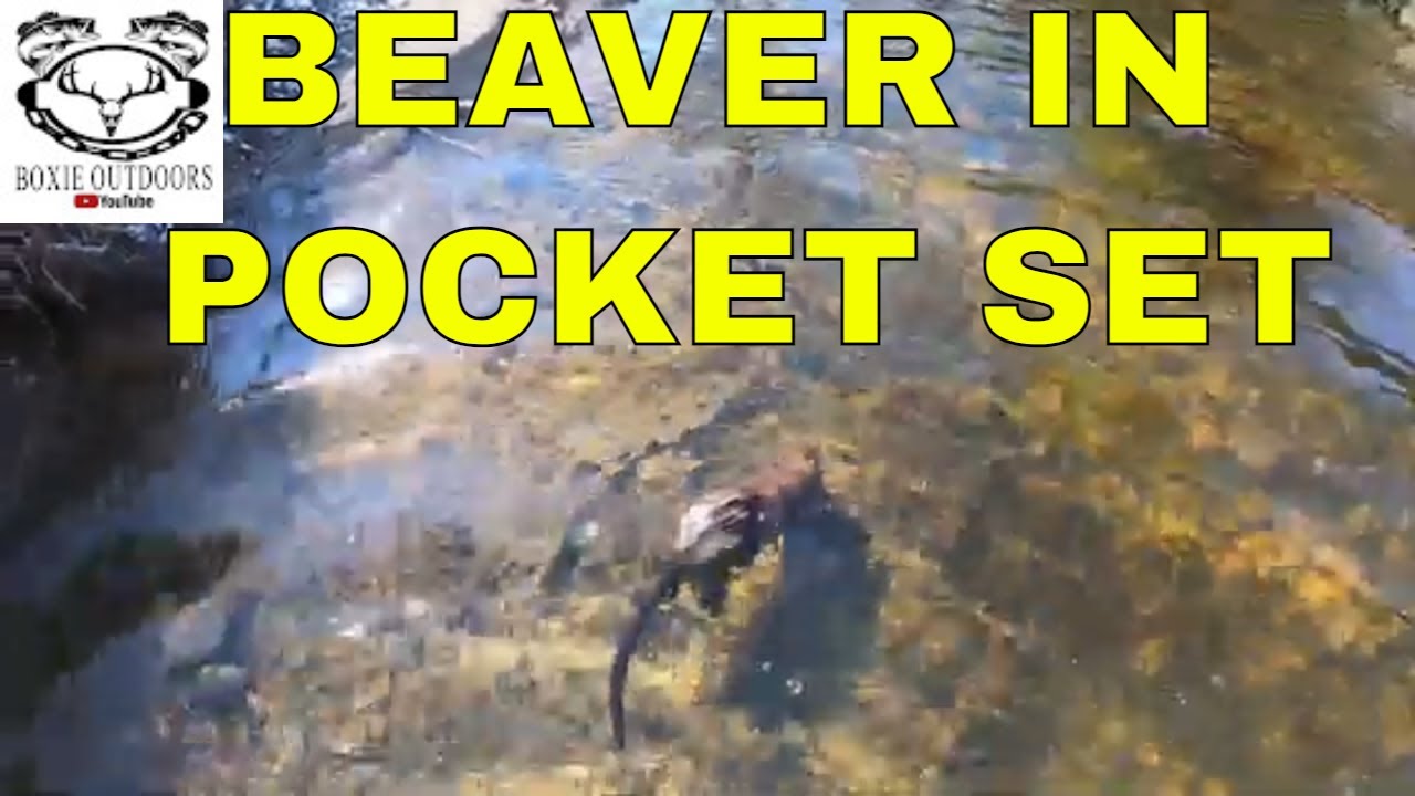 PA Trapping Season 2021 2022 ep 10 Beaver in Pocket Set #muskratpocketset #beavertrapping