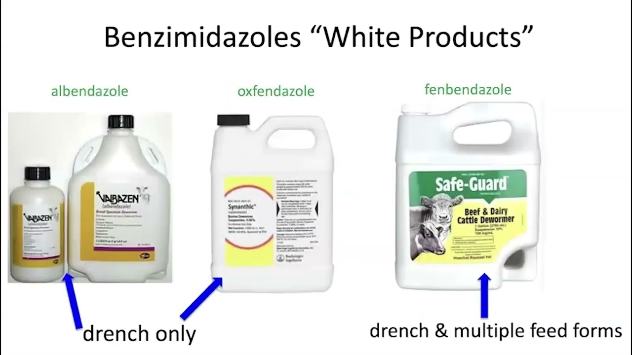 Ag in the Evening: Worms and other internal cattle parasites -  treatment considerations