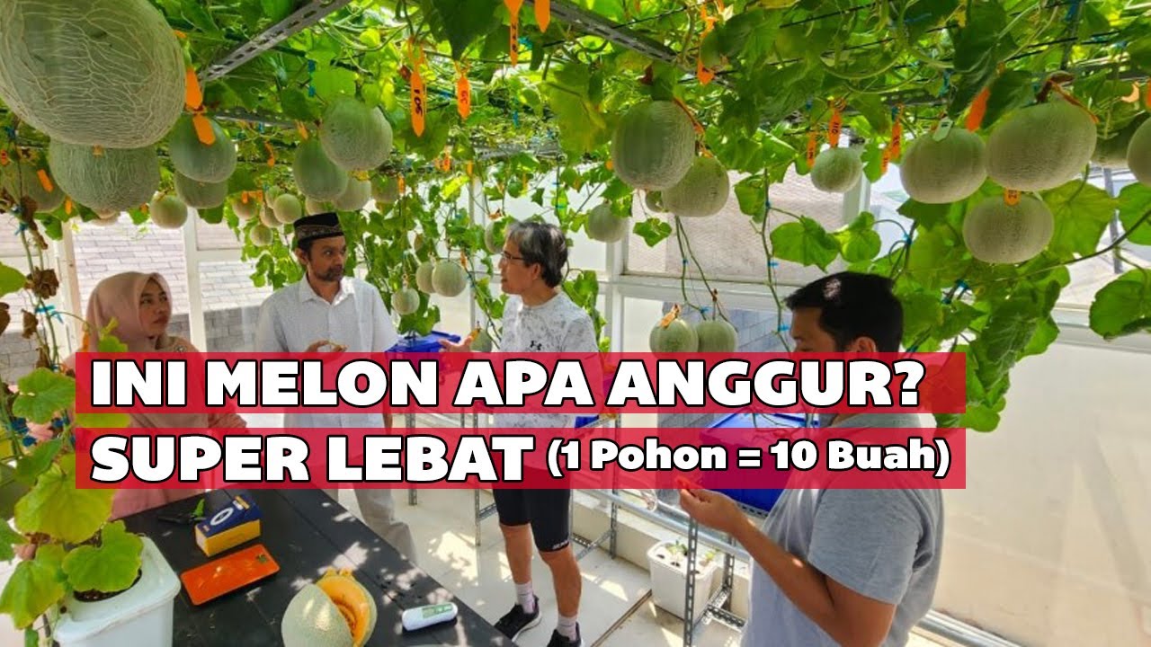 Budidaya Melon Hidroponik Hasil Melimpah Super Lebat - Omset 100 Juta Per Bulan Menjadi Mudah