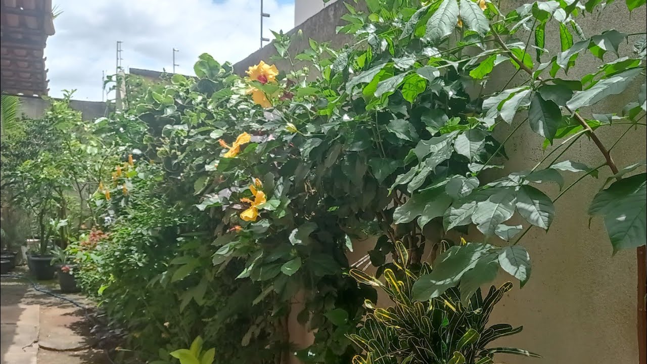 MOSTRANDO AS MINHAS PLANTINHAS ( CANAL EU E MINHAS PLANTAS )
