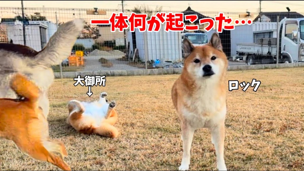 【神回‼️】自宅に招いた結果…想像以上の出来事が起こりました。柴犬ロックちゃんねるコラボ！！！