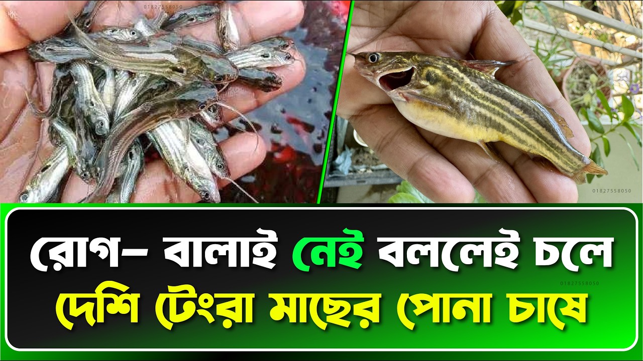 🌿 Tengra মাছের Pona Production & Rearing পদ্ধতি Step by Step | Fish Live BD