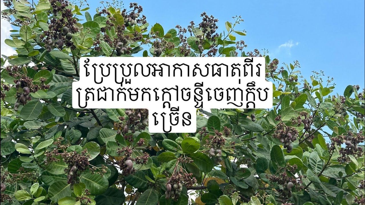 គន្លឹះពិសេសក្រោយចន្ទីពីរត្រជាក់មកក្ដៅហើយចេញក្ដឹបច្រើន។