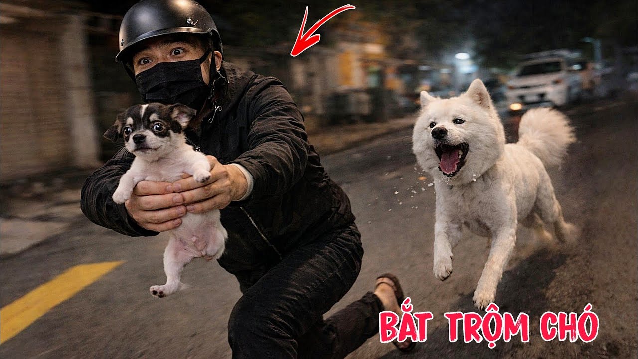 Phản Ứng Của Chó Trắng Gấu Tuyết Khi Gặp Chó Con 3 Chân Tội Nghiệp, Anh Em Truy Bắt Trộm Chó