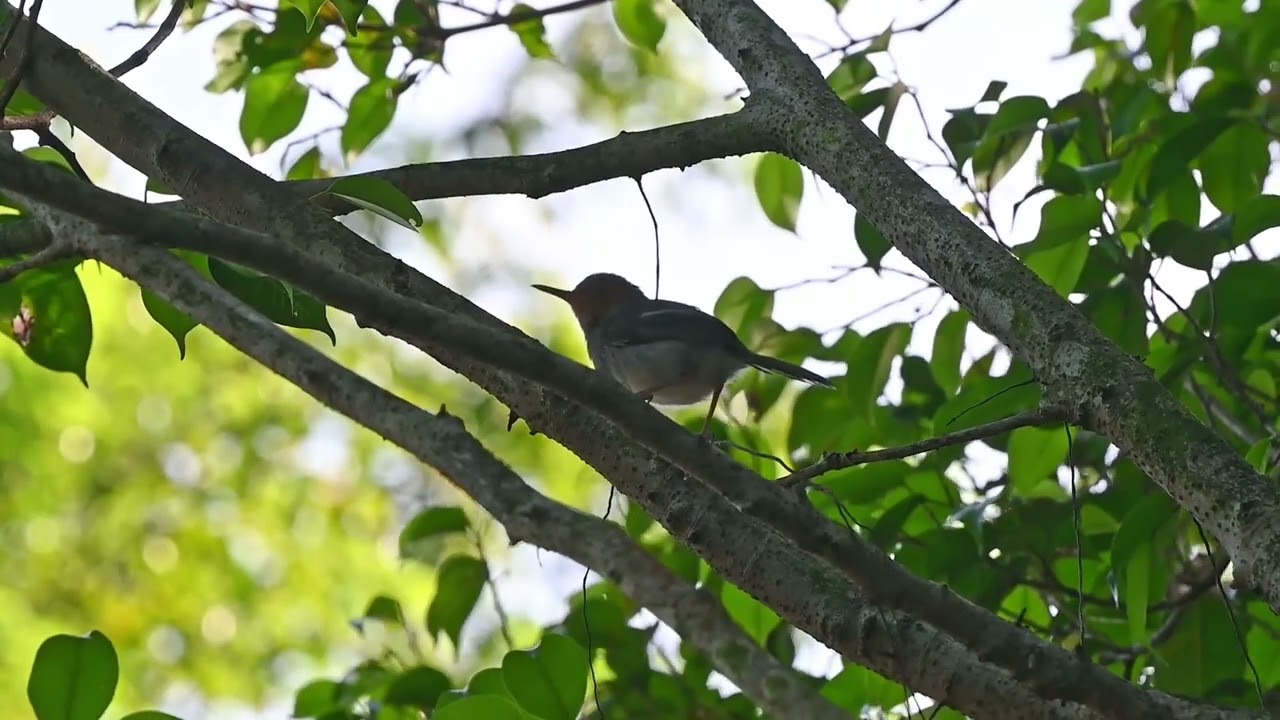 Ashy tailorbird 灰缝叶莺 find food