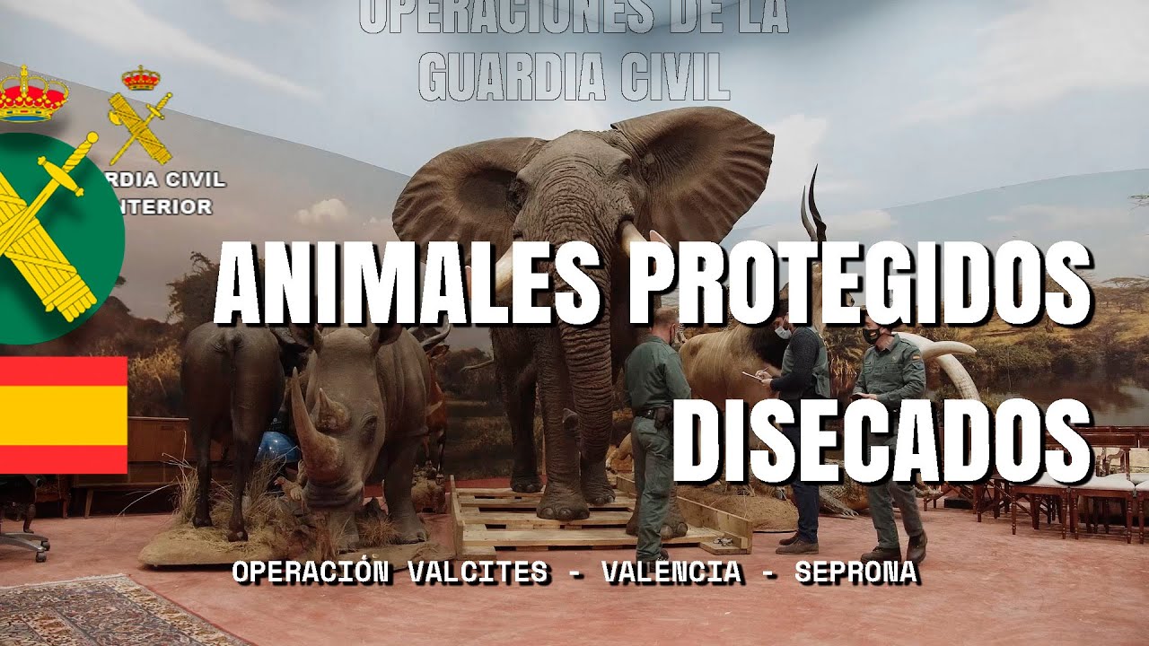 Incautado el mayor hallazgo de animales disecados protegidos a nivel nacional